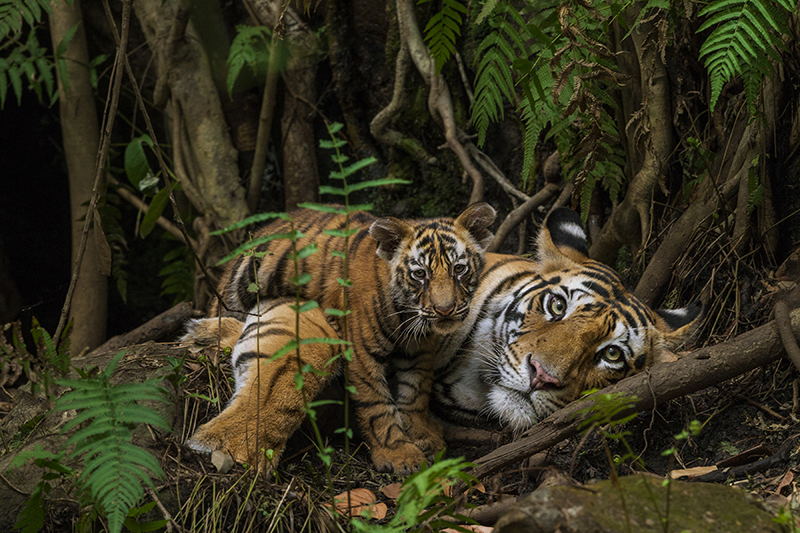 A mother tiger and her cub in Bandhavgarh National Park in India.