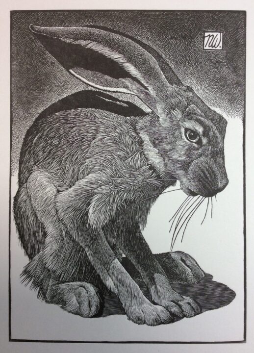 Wood engraving print of a Jackrabbit