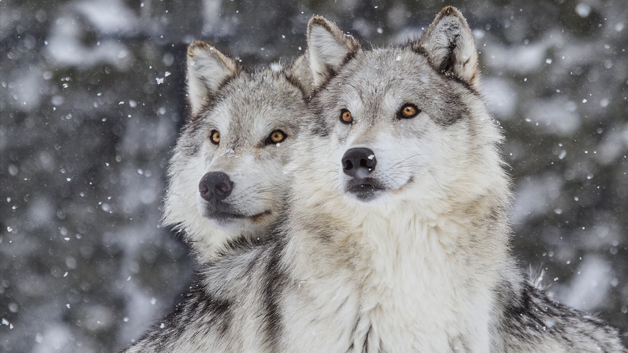 2 wolves in the snow