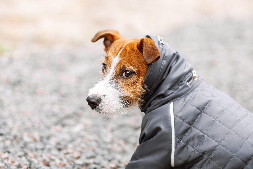 Dog in a grey coat