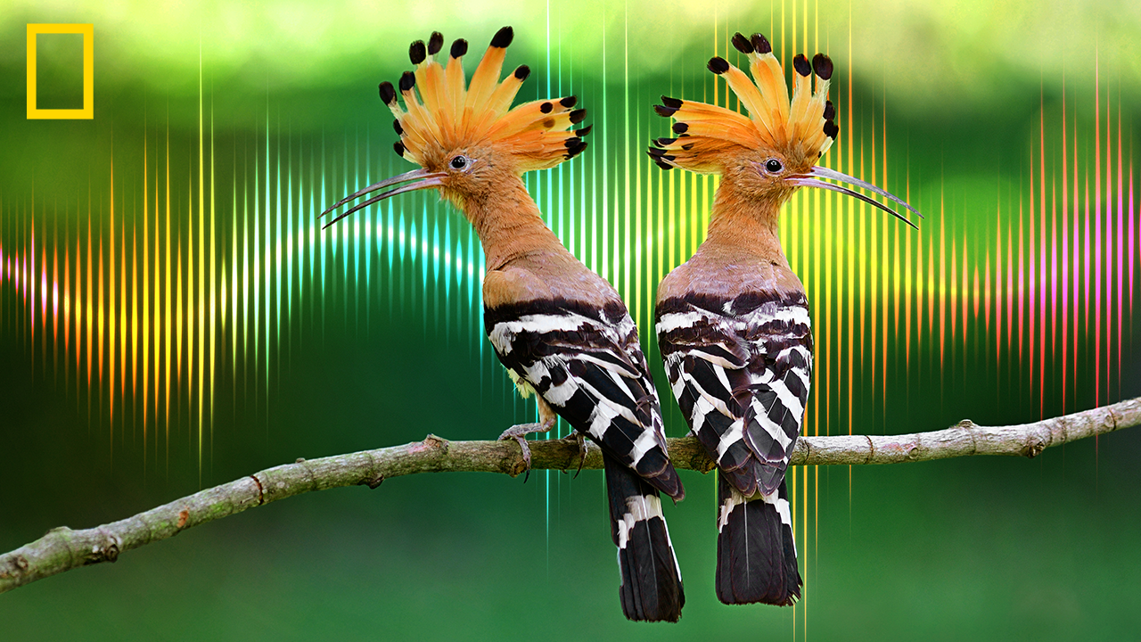 Two tropical birds with orange and black and white feathers perch on a branch with a graphic of a rainbow soundwave in the background